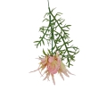 hurtownia florystyczna 14974.jpg