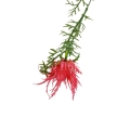 hurtownia florystyczna 14969.jpg