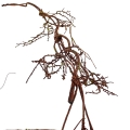 florpol.live15037.jpg