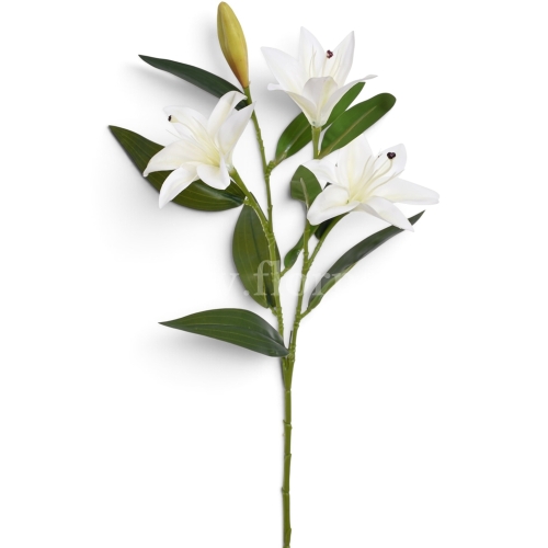 Lilijka pojedyncza na łodydze  white (LEV042)