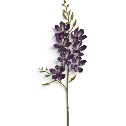 Orchidea piankaegplant beauty (LEV034)