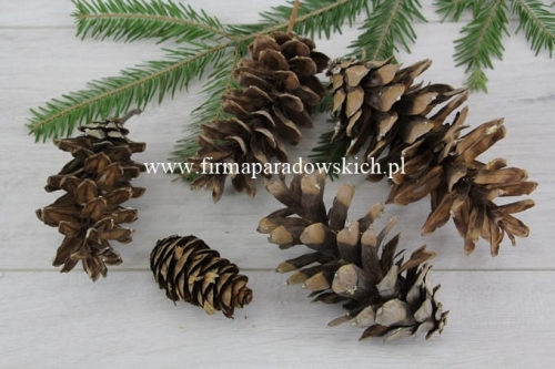 szyszki Pinus  Andrzeja ok 14szt  naturalny