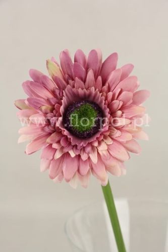 gerbera niska 6szt #3042 dirty violet (SUN529)