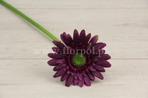 gerbera  6szt #3172 plum (SUN529)