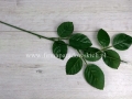 łodyga_002.jpg