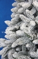 świerk-super-natural-śnieżony.JPG